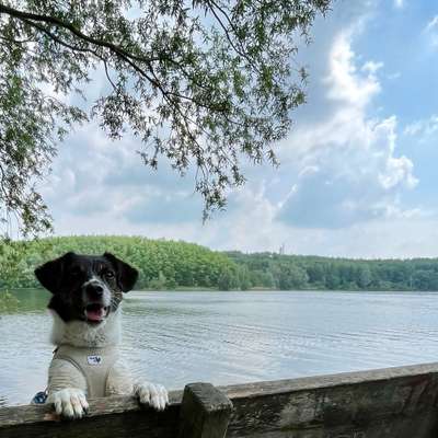 Hundetreffen-Spazieren und Kennenlernen ☺️-Bild