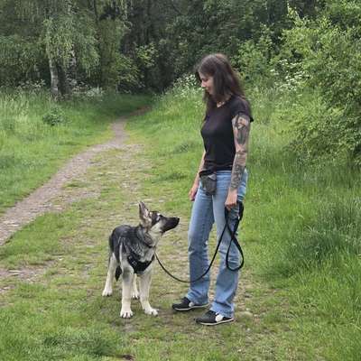Hundetreffen-Training-Bild