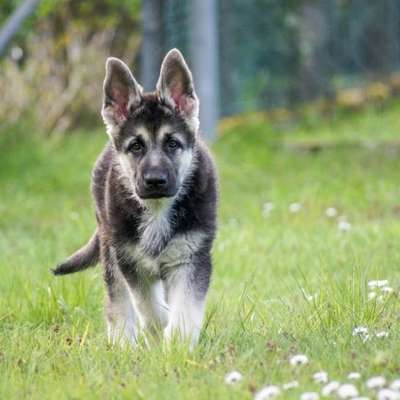 Hundetreffen-Spiel und Gassigeh Freundschaft-Bild