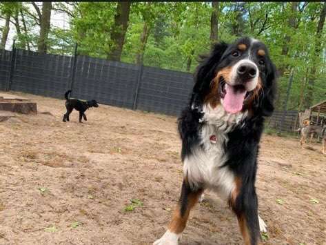 Hundepension-Beitrag-Bild