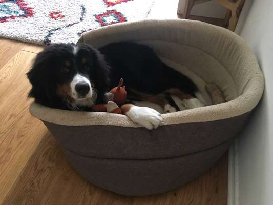 Berner Sennen-Beitrag-Bild