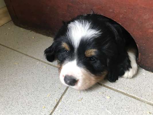 Das erste Bild eures Hundes-Beitrag-Bild