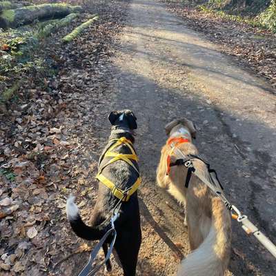 Hundetreffen-Laufpartner mit Hund gesucht-Bild