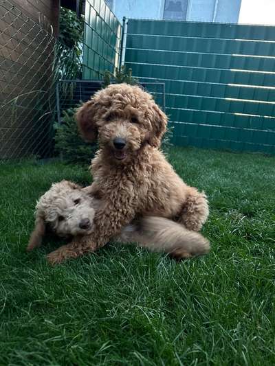 Hundetreffen-Spiel- und Gassipartner für Junghund-Bild