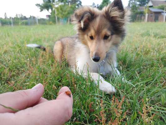 Shelties-Beitrag-Bild