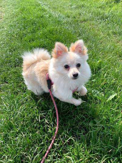 Hundetreffen-Pomeranian sucht Pomeranian zum Spazieren gehen und Toben-Bild