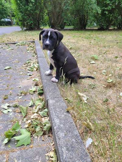 Hundetreffen-Aslan sucht Welpen oder Junghunde zum spielen-Bild