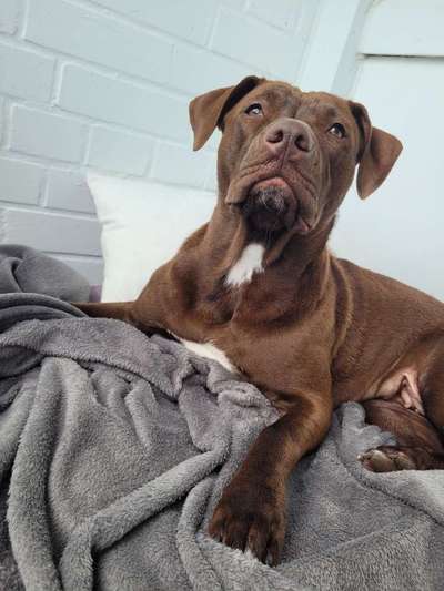 Unsere Fellnasen im Regenbogenland-Beitrag-Bild