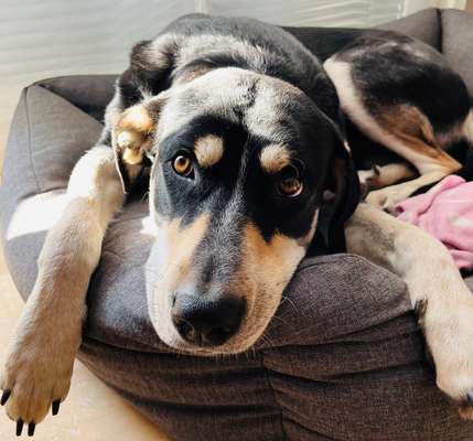 Griechische Bracke-Beitrag-Bild