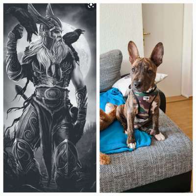 Wie heißt dein Hund?-Beitrag-Bild