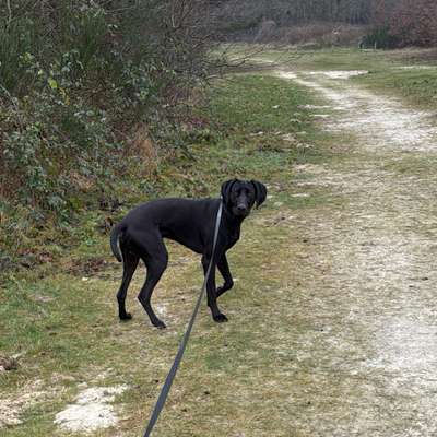 Hundetreffen-Gassi Runde-Bild