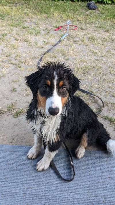 Aussies-Beitrag-Bild