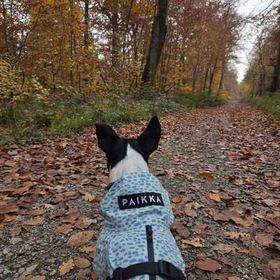 Hundetreffen-Sozialwalk im Viernheimer Wald-Bild