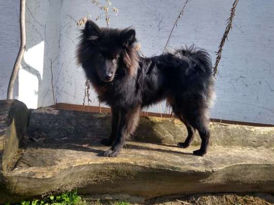 Seltene Rassen!-Beitrag-Bild