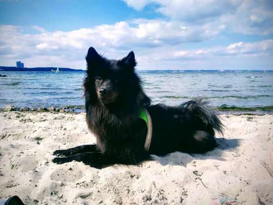 Spitz--Zwergspitz--kleinspitz---mittelspitz----Großspitz--Wolfsspitz-Beitrag-Bild