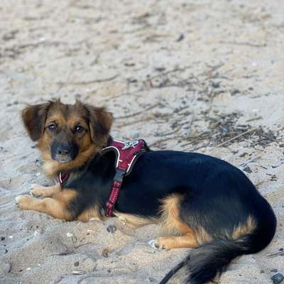 Hundetreffen-Hundetreffen Opladen und Umgebung-Bild