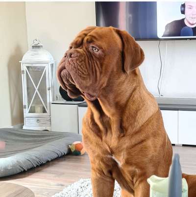 Bordeaux Dogge-Beitrag-Bild