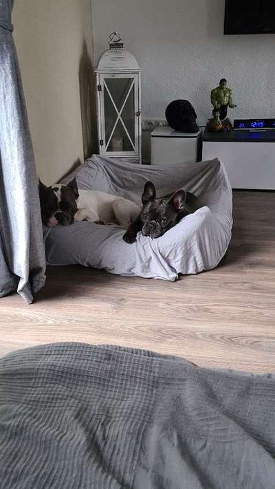 Französische Bulldoggen-Beitrag-Bild