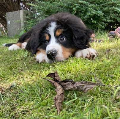 Welpen Bilder !-Beitrag-Bild