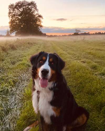 Die Dogorama Kalender Challenge Titelbild-Beitrag-Bild