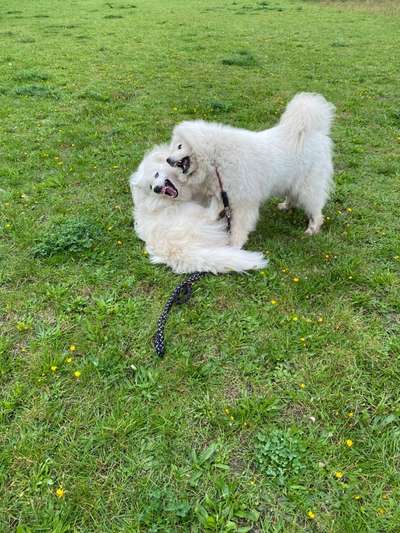 FOTO CHALLENGE 77 - Dein Hund im Spiel-Beitrag-Bild