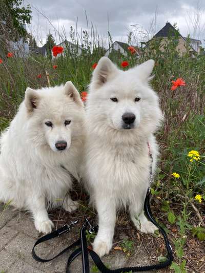 Fotochallenge 78

Es grünt und blüht-Beitrag-Bild