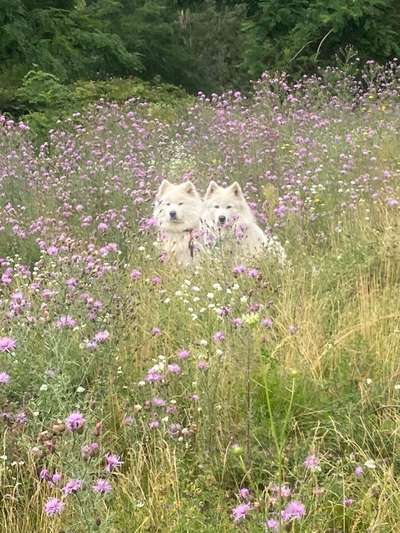 Wald Bild-Beitrag-Bild