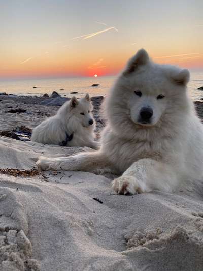 Dogorama Photo Challenge - Tierischer Urlaub-Beitrag-Bild