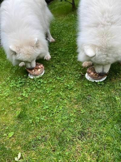 Fotochallenge Guten Appetit! Dein Hund beim futtern-Beitrag-Bild