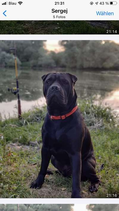 Olde English Bulldogge-Beitrag-Bild