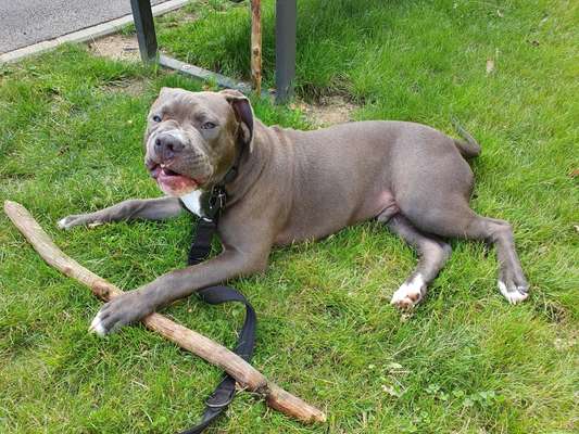 Dogorama Photo Challenge - Spielgesicht-Beitrag-Bild