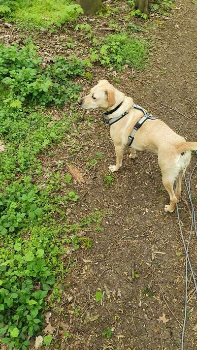 Labradorfans-Beitrag-Bild