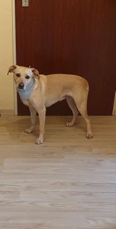 Labradorfans-Beitrag-Bild