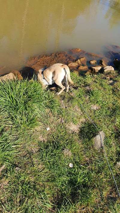 Dogorama-Monats-Challenge-Mai "Wasser"-Beitrag-Bild