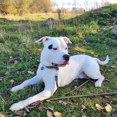 Hundetreffen-Spazieren gehen bzw hundefreilauf