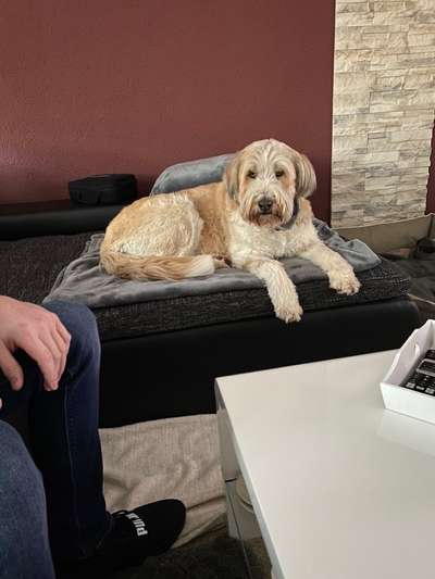 Gibts hier Mioritic Besitzer?-Beitrag-Bild