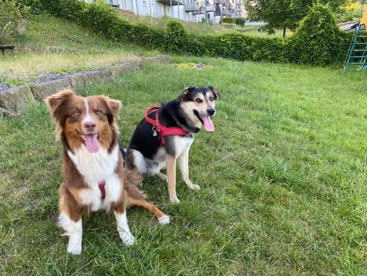 Hundetreffen-Spiele-/ gassirunde mit anderen Hunden-Bild