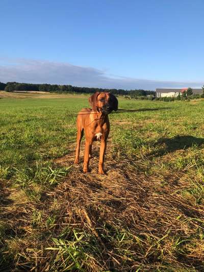 Rhodesian Ridgeback-Beitrag-Bild