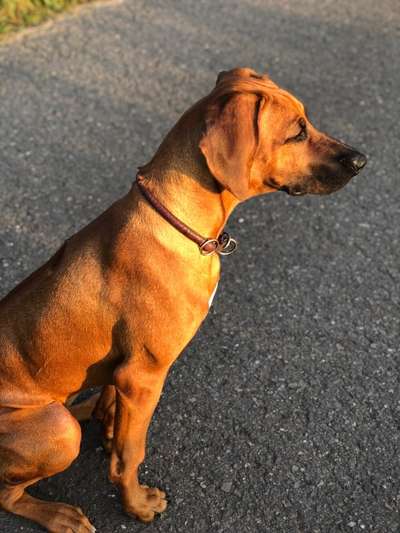 Rhodesian Ridgeback-Beitrag-Bild