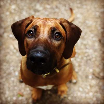 Rhodesian Ridgeback-Beitrag-Bild
