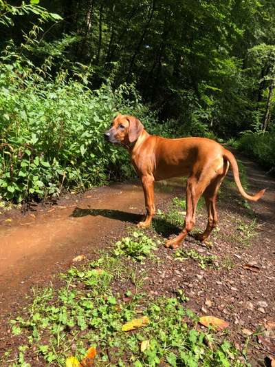 Rhodesian Ridgeback-Beitrag-Bild