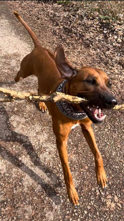 Rhodesian Ridgeback-Beitrag-Bild