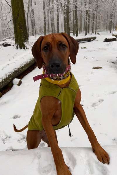 Rhodesian Ridgeback-Beitrag-Bild