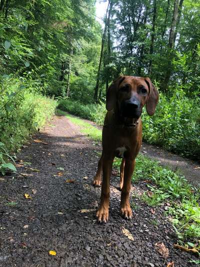 Rhodesian Ridgeback-Beitrag-Bild