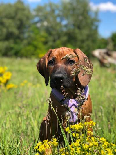 Die Dogorama Monats Challenge "Es grünt und blüht"-Beitrag-Bild