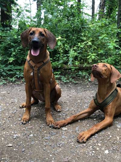 Rhodesian Ridgeback-Beitrag-Bild