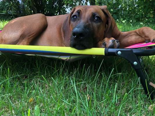 Rhodesian Ridgeback-Beitrag-Bild