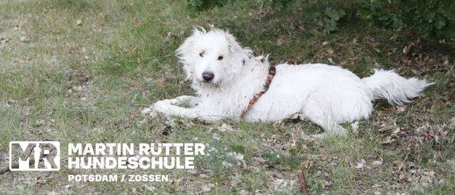 Hundeschulen-Martin Rütter Hundeschule Potsdam / Zossen-Bild