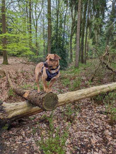 Hundetreffen-Gassi- und Spielrunde (Heek)-Bild