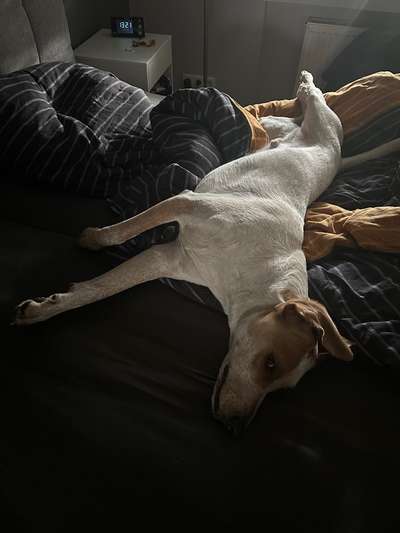 Darf der Hund bei Euch im Bett schlafen?-Beitrag-Bild